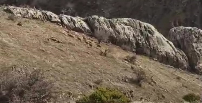 Dağ keçileri sürü halinde Harput’ta görüntülendi